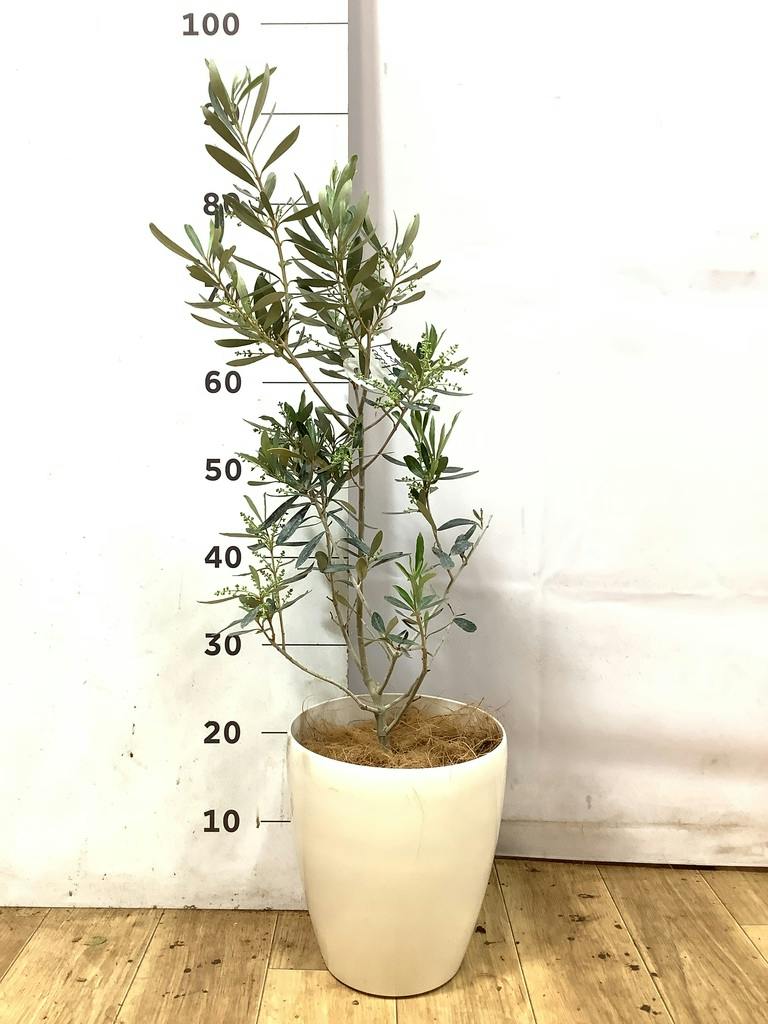 観葉植物 オリーブの木【160cm】12号 創樹 ネバディロブランコ