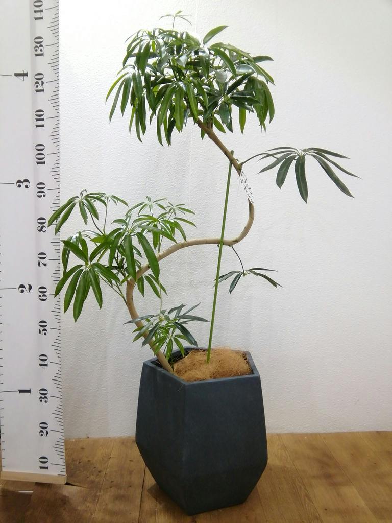 観葉植物 シェフレラ アンガスティフォリア 8号 曲り プラスチック鉢