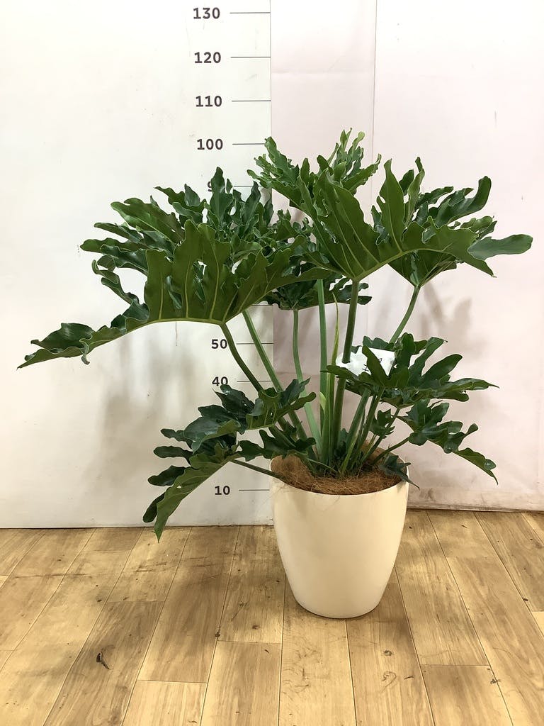 フィロデンドロン 8号 | 観葉植物通販HitoHana(ひとはな)