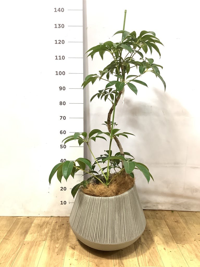ツピダンサス 8号 | 観葉植物通販HitoHana(ひとはな)