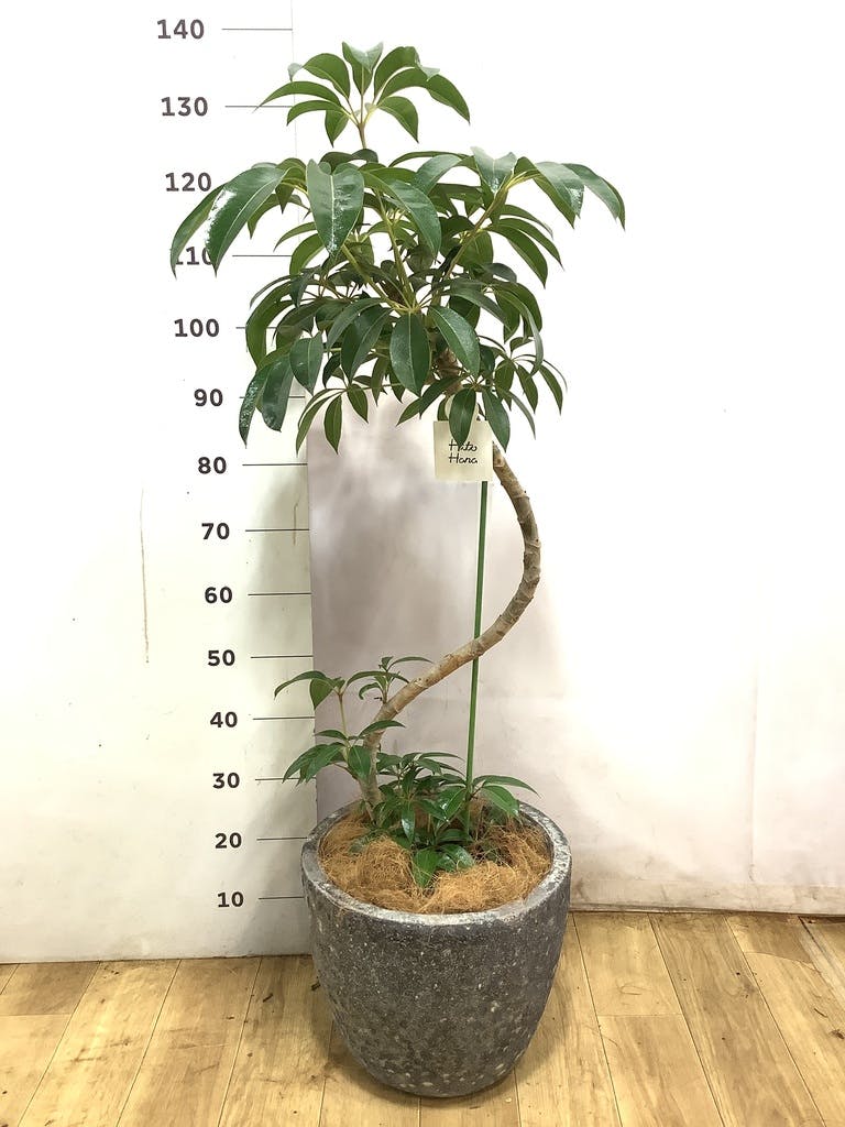 ツピダンサス 曲がり | 観葉植物通販 HitoHana(ひとはな)
