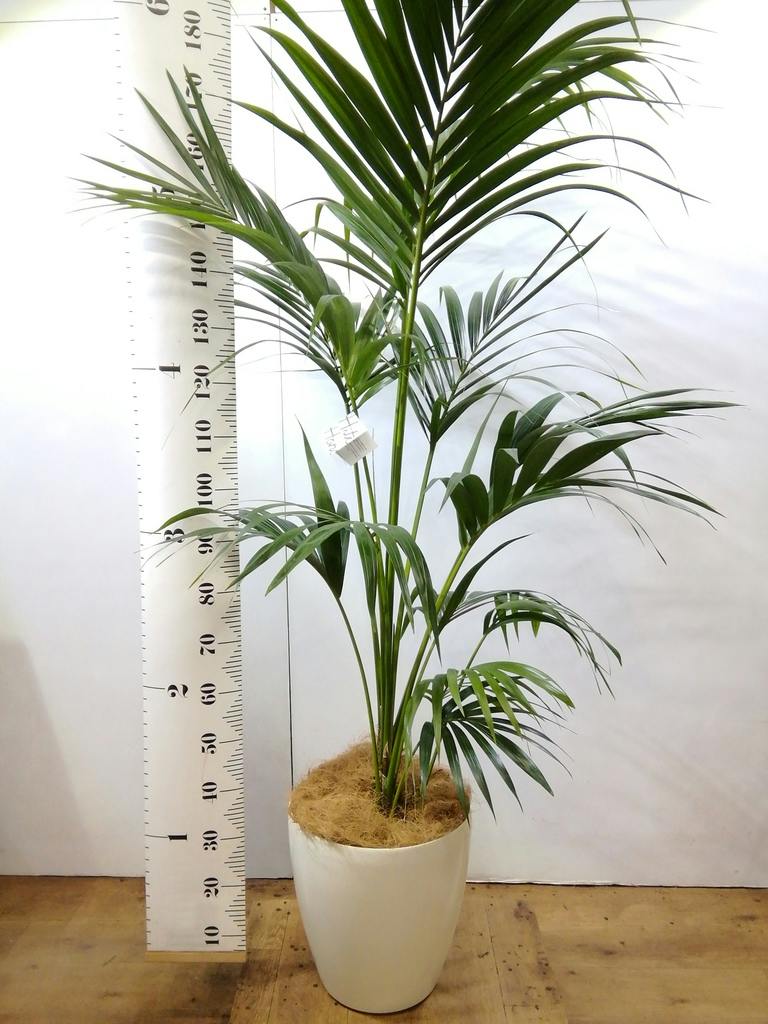 観葉植物 ケンチャヤシ 10号 プラスチック鉢 | 観葉植物ならHitoHana