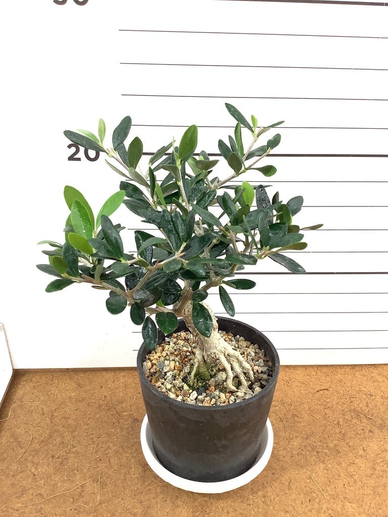 観葉植物 オリーブ 3号 創樹 盆栽仕立て | 観葉植物ならHitoHana(ひとはな)