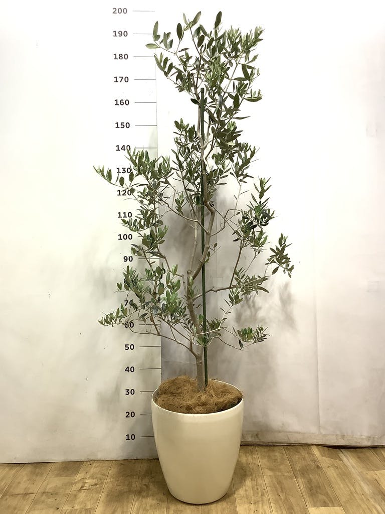 オリーブの木 レッチーノ | 観葉植物通販HitoHana(ひとはな)