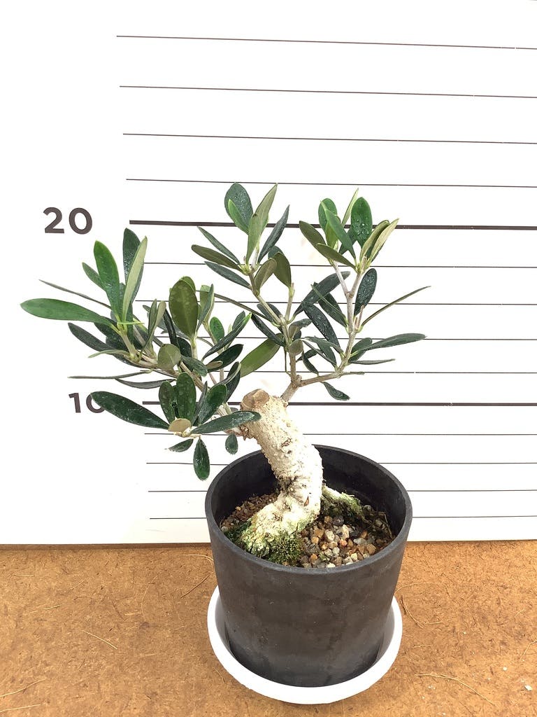 観葉植物 オリーブ 3号 創樹 盆栽仕立て | 観葉植物ならHitoHana(ひとはな)