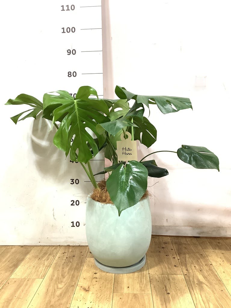 観葉植物 モンステラ【80cm】7号 斑入り プラスチック鉢 #69045 | 観葉