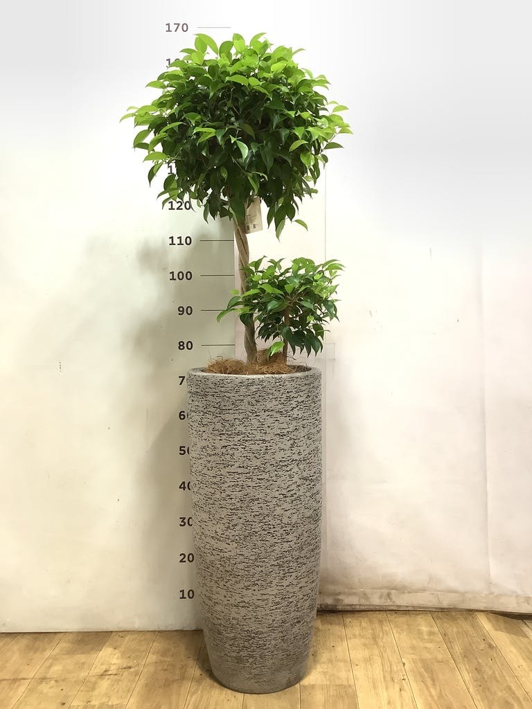 フィカス ベンジャミン 8号 | 観葉植物 | インテリアやギフトに