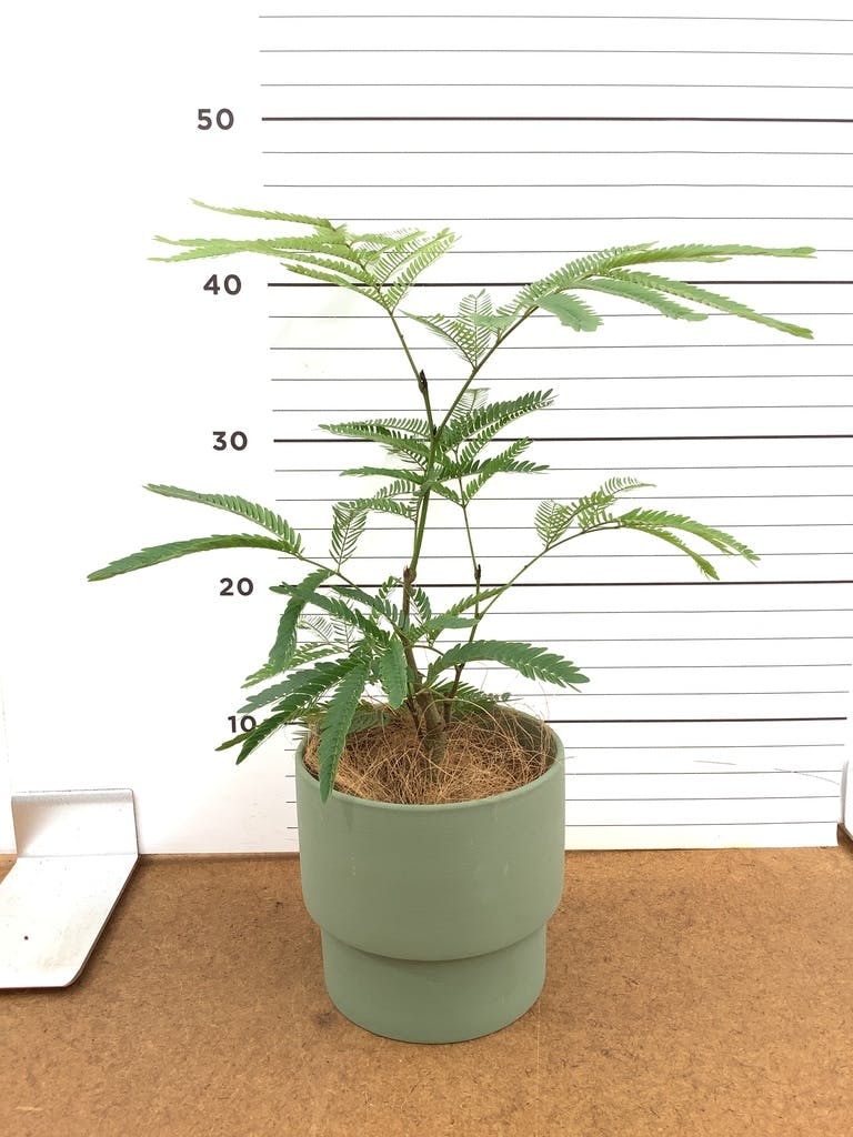 エバーフレッシュ 4号 | 観葉植物 | インテリアやギフトに - Hitohana