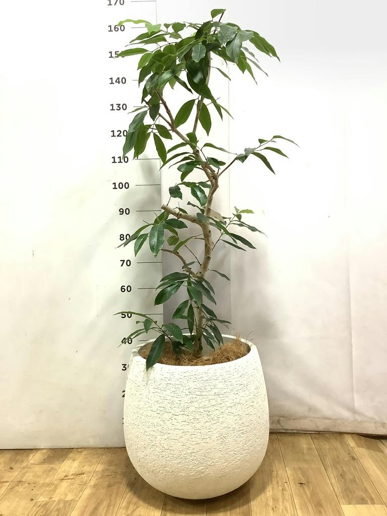 観葉植物 アマゾンオリーブ (ムラサキフトモモ) 10号 エコストーン