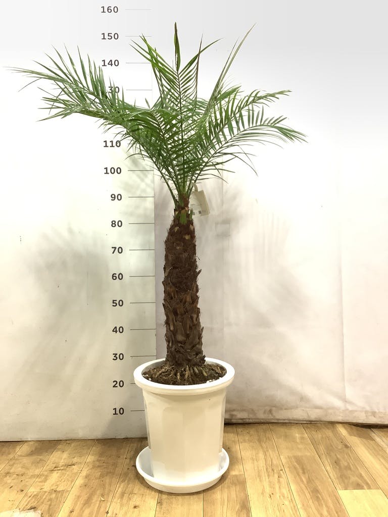 観葉植物 フェニックスロベレニー 10号 プラスチック鉢 | 観葉植物なら