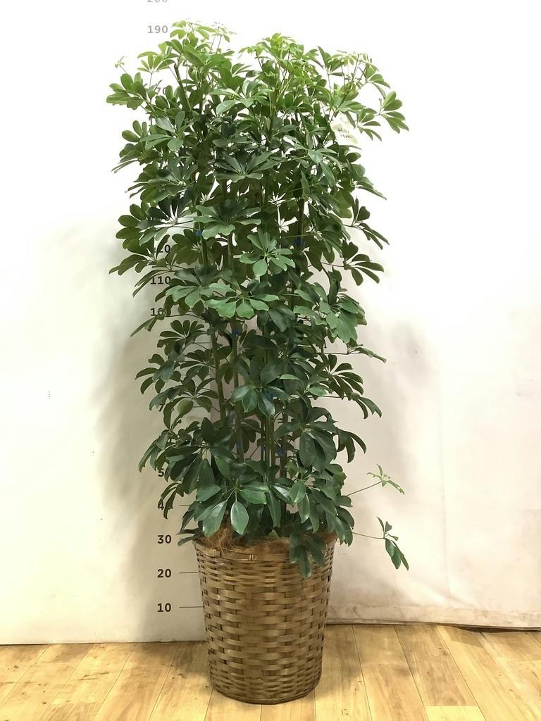 観葉植物 シェフレラ（カポック） 10号 ノーマル 竹バスケット 付き
