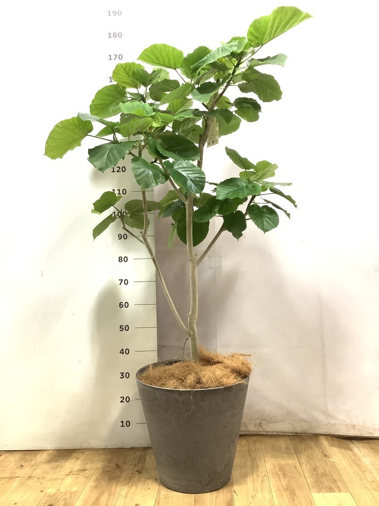 ウンベラータ 10号 | 観葉植物の通販ならHitoHana（ひとはな）