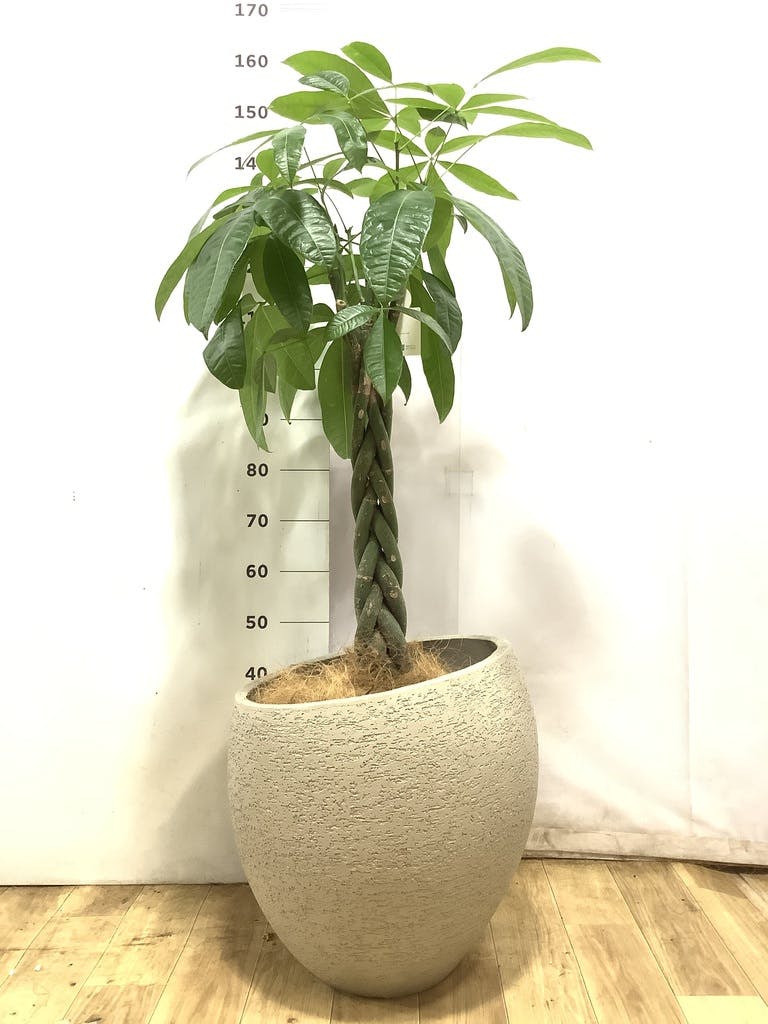 観葉植物 パキラ 10号 ねじり エコストーンLight Gray 付き | 観葉植物