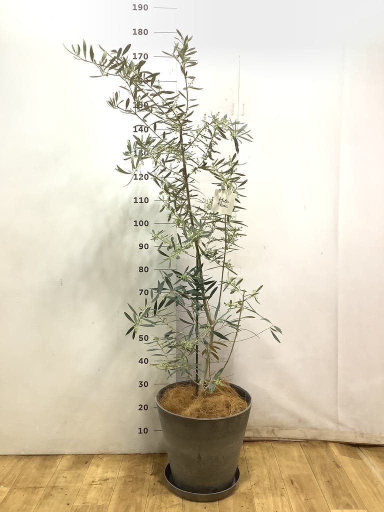 オリーブの木 5号 | 観葉植物の通販ならHitoHana（ひとはな）