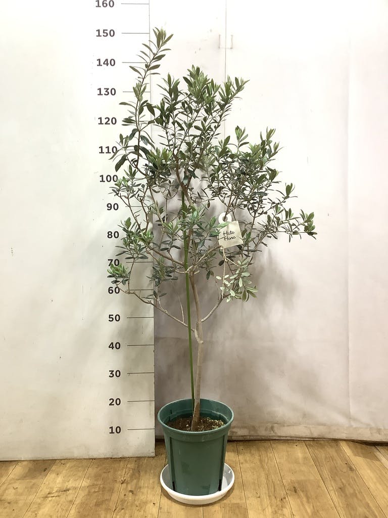 小倉園のオリーブ バロウニ | 観葉植物ならHitoHana（ひとはな）
