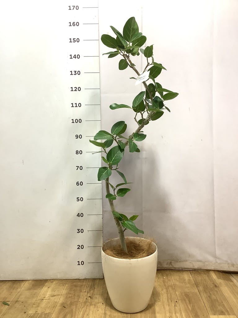 フィカス ベンガレンシス 1点もの（現品・現物） | 観葉植物 | 送料 
