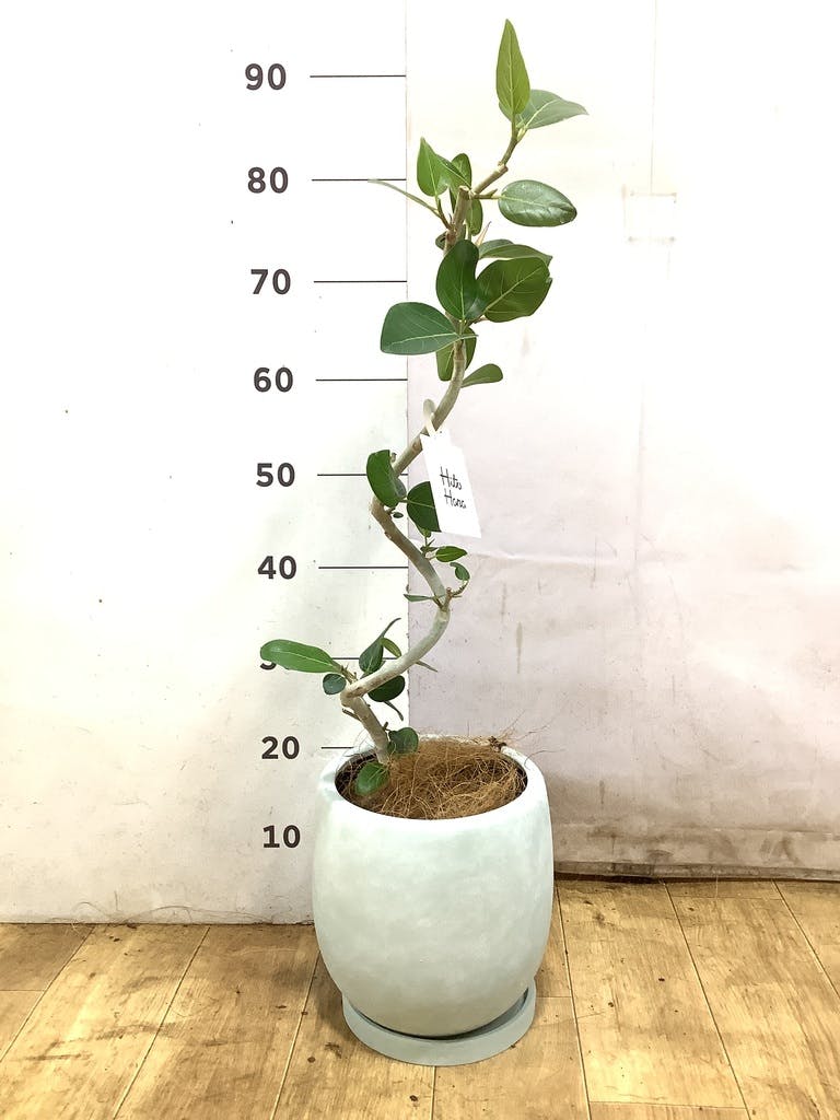 フィカス ベンガレンシス 5号 | 観葉植物通販 HitoHana（ひとはな）