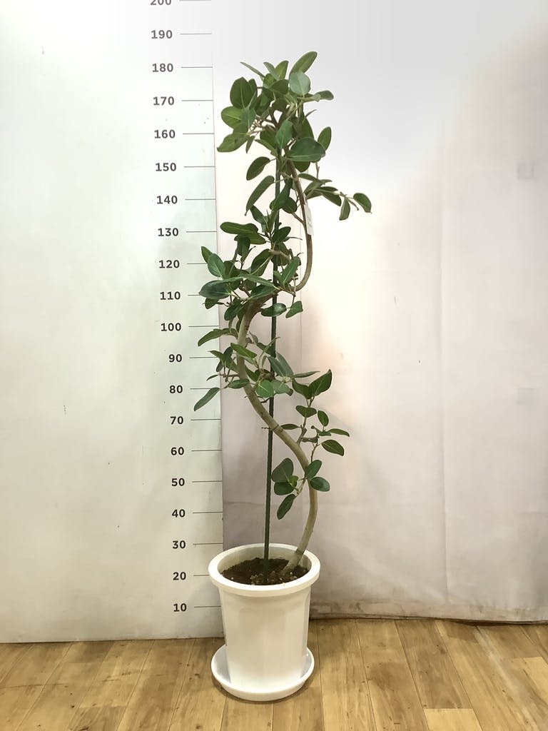 フィカス ベンガレンシス 10号 | 観葉植物通販 Hitohana（ひとはな）