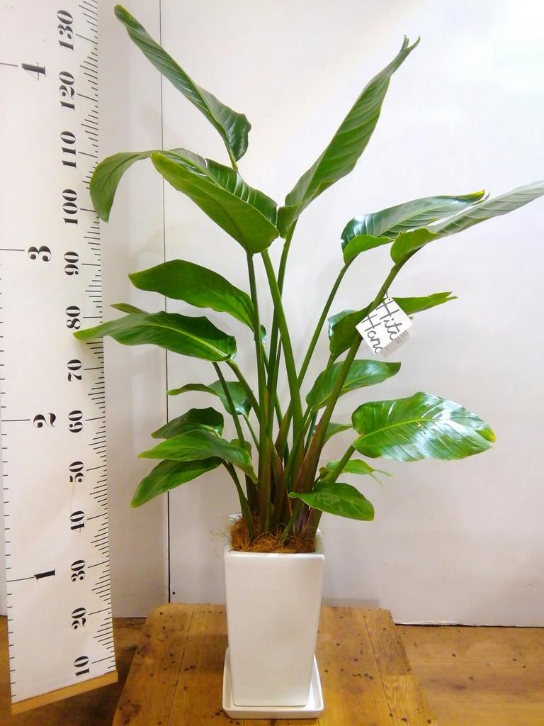 観葉植物 オーガスタ 8号 角高陶器 | 観葉植物ならHitoHana(ひとはな)