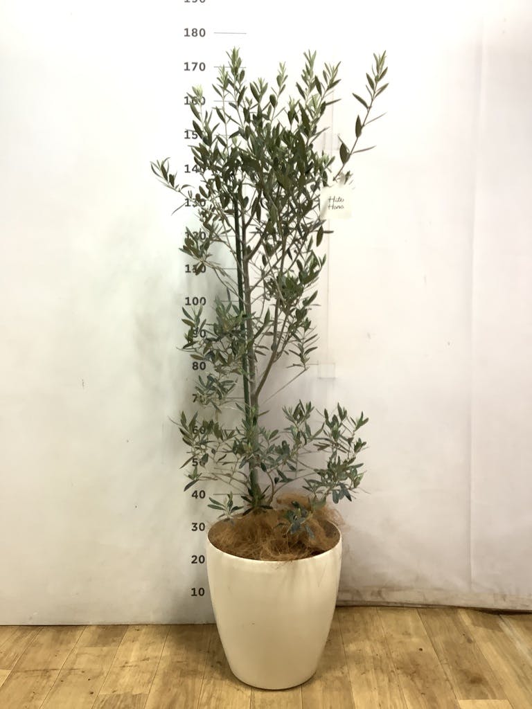 観葉植物 オリーブ 10号 チプレッシーノ ラスターポット 付き | 観葉