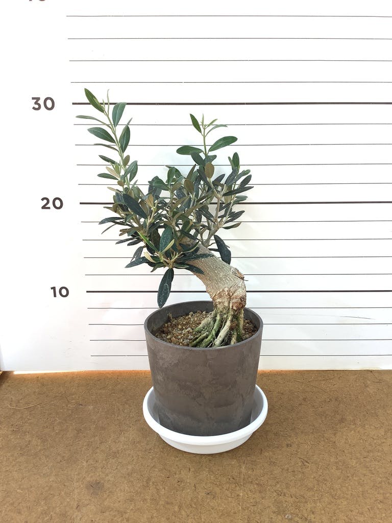 観葉植物 オリーブ 4号 創樹 盆栽仕立て | 観葉植物ならHitoHana(ひとはな)