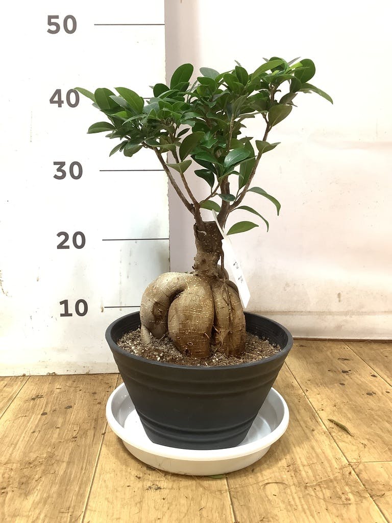 ガジュマル 7号 | 観葉植物通販HitoHana(ひとはな)