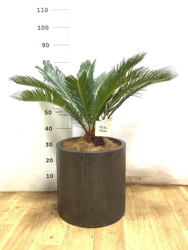 ソテツ 8号 | 観葉植物 | インテリアやギフトに - Hitohana（ひとはな）