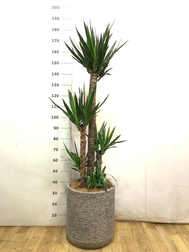 ユッカ 10号 | 観葉植物 | インテリアやギフトに - Hitohana（ひとはな）