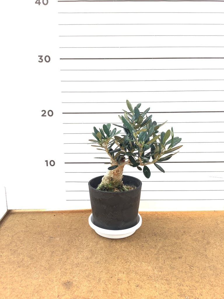 観葉植物 オリーブ 3号 創樹 盆栽仕立て | 観葉植物ならHitoHana(ひとはな)