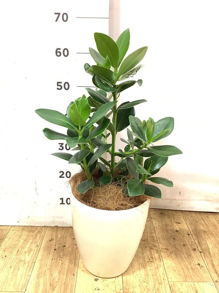 クルシア ロゼア プリンセス 6号 | 観葉植物 | インテリアやギフトに