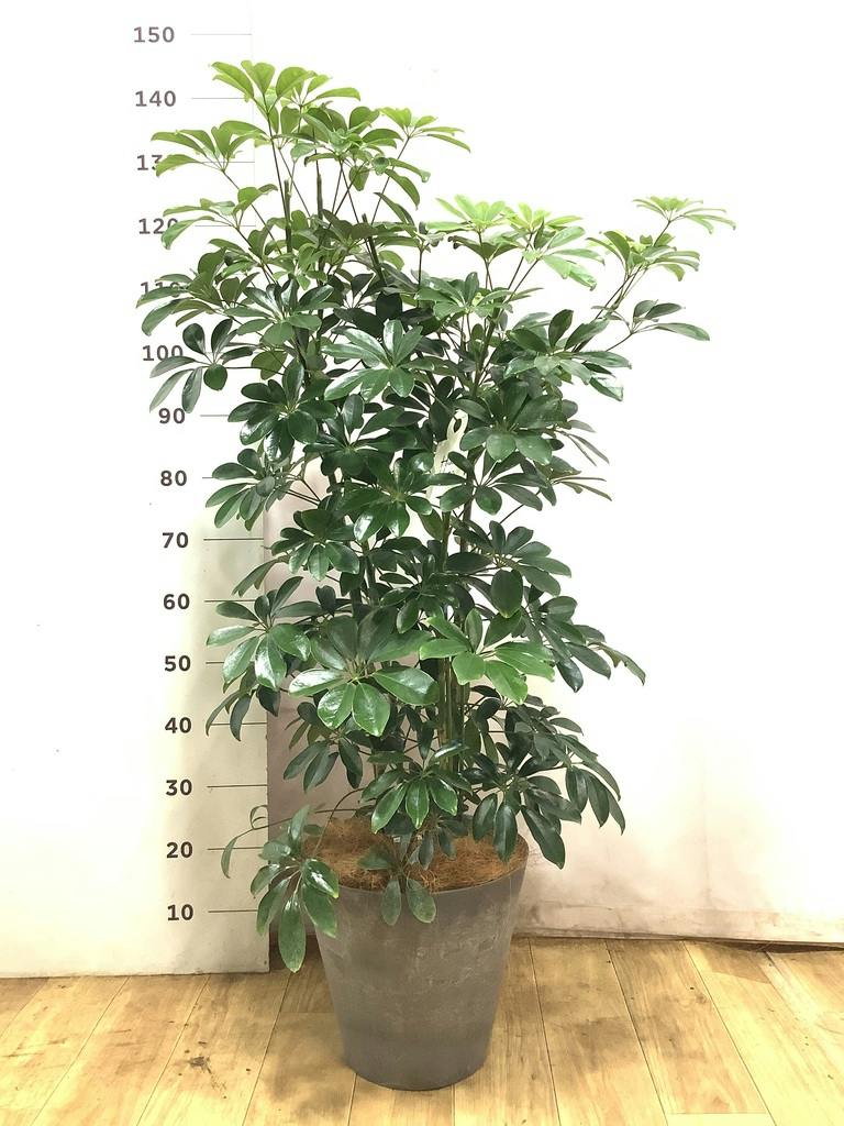 引取★シェフレラ　7号　観葉植物 個性的　一点もの 観葉植物 シェフレラ（カポック） 7号 ノーマル アートストーン