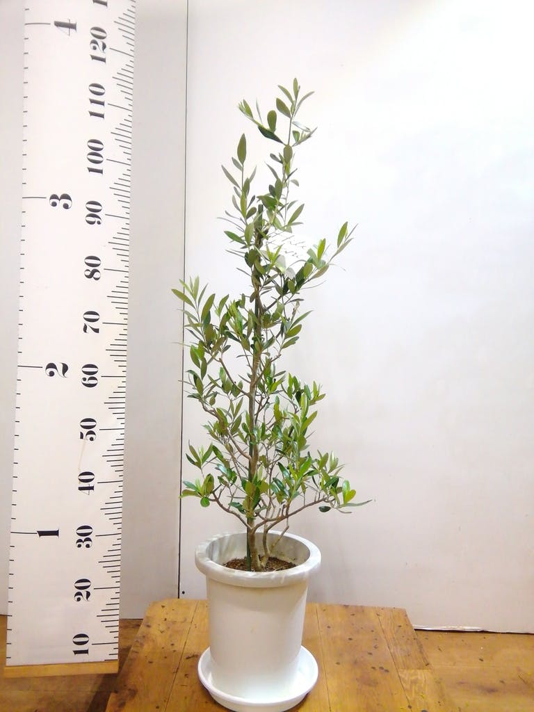 観葉植物 オリーブ 8号 チプレッシーノ プラスチック鉢 | 観葉植物なら
