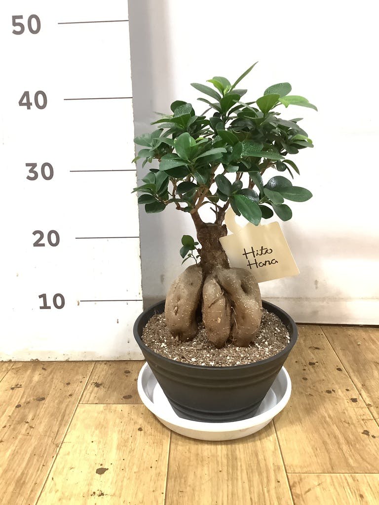 ガジュマル 7号 | 観葉植物通販HitoHana(ひとはな)
