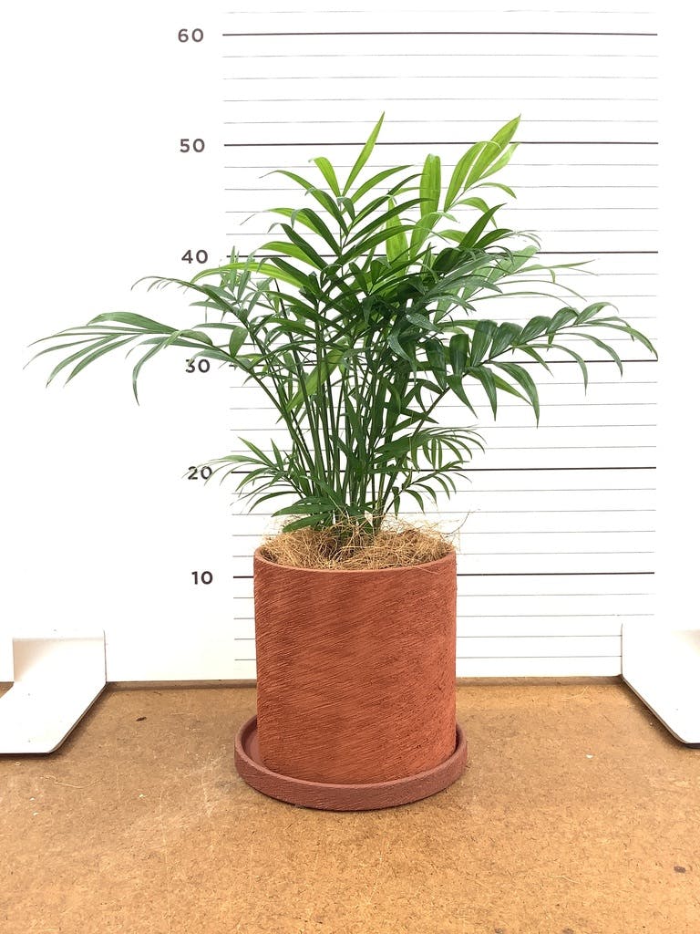 テーブルヤシ 4号 | 観葉植物 | インテリアやギフトに - Hitohana