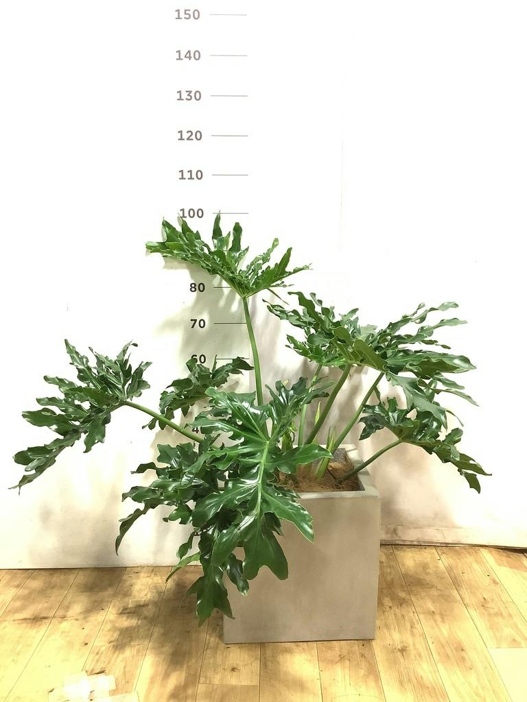 セローム ヒトデカズラ 大型 | 観葉植物通販HitoHana(ひとはな)