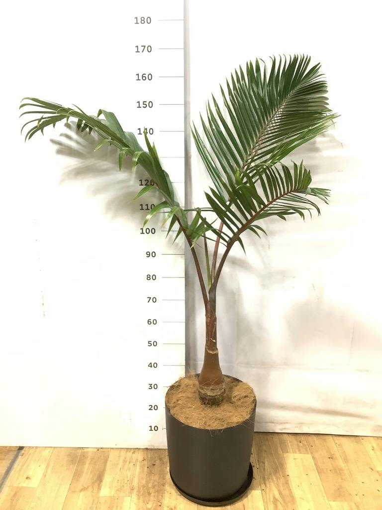 観葉植物 トックリヤシ 10号 リブバスケットNatural 付き | 観葉植物
