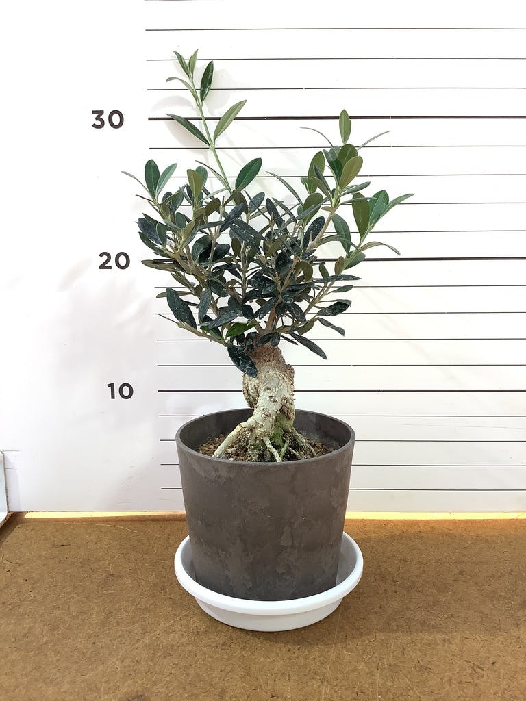 観葉植物 オリーブ 4号 創樹 盆栽仕立て | 観葉植物ならHitoHana(ひとはな)