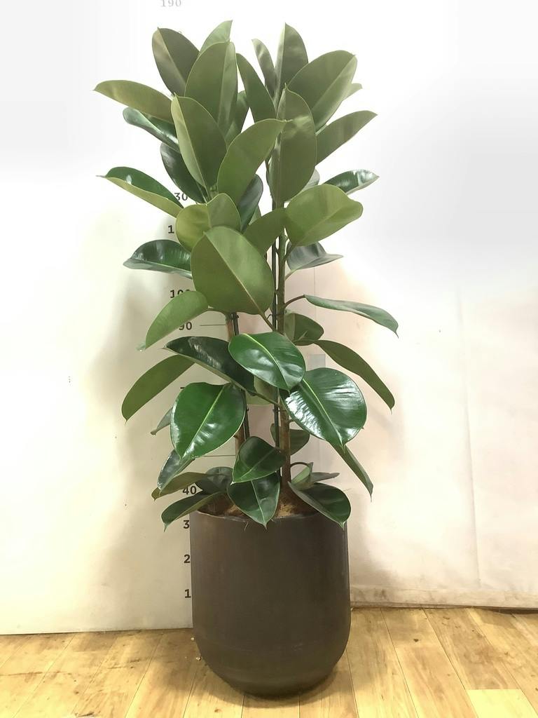 観葉植物 フィカス ロブスター 10号 ストレート 竹バスケット 付き