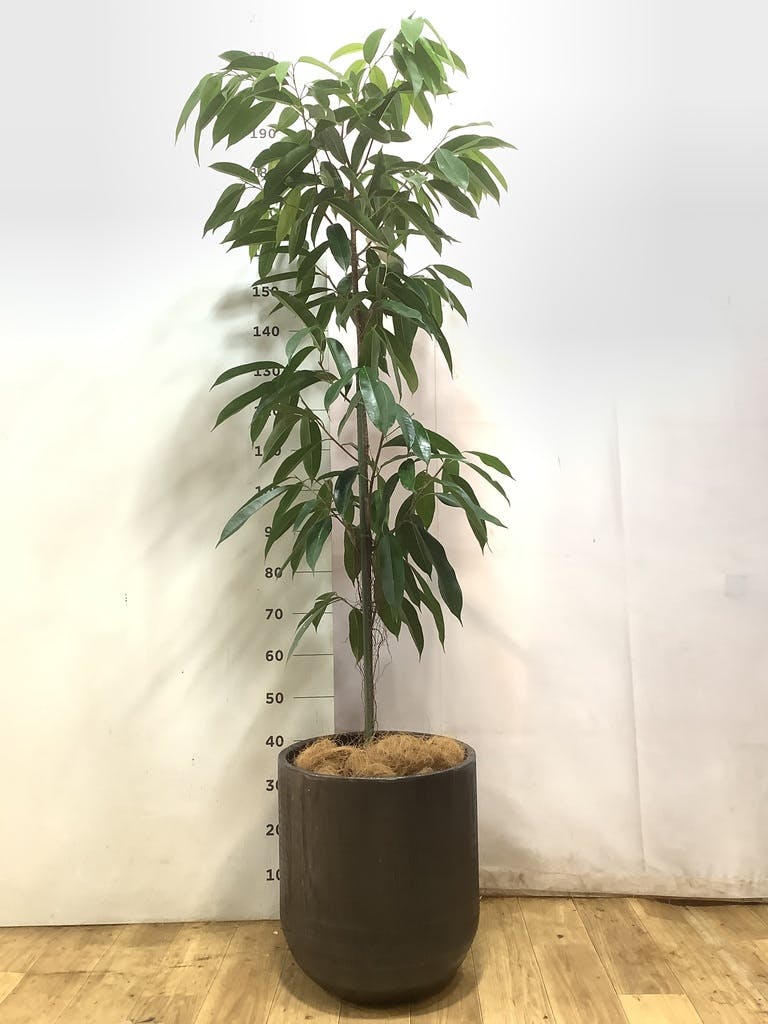 フィカス アムステルキング 10号 | 観葉植物通販HitoHana(ひとはな)