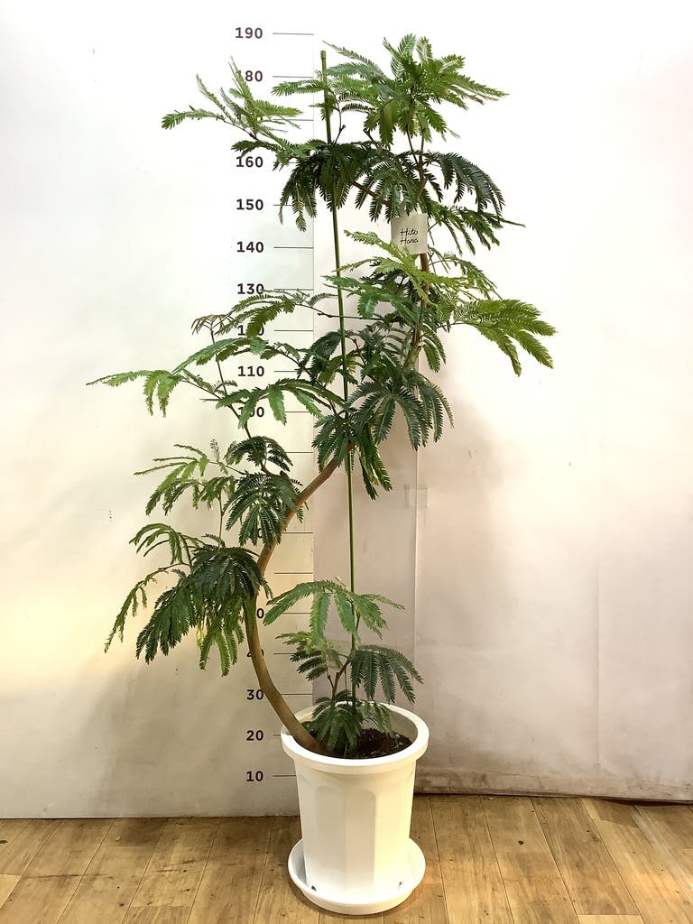観葉植物 エバーフレッシュ 10号 曲り プラスチック鉢 | 観葉植物なら