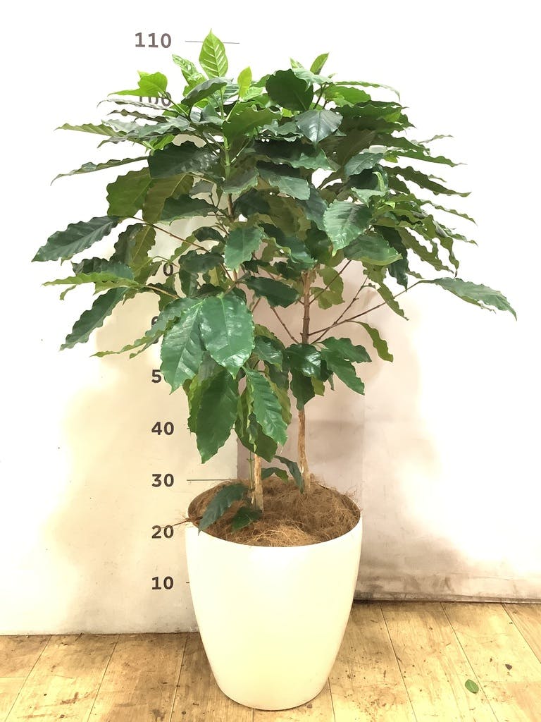 コーヒーの木 8枚 コーヒーの木 8号 | 観葉植物 | 送料無料でお届け - Hitohana（ひとはな）