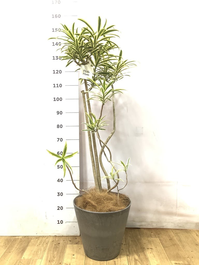 ドラセナ ソング オブ インディア | 観葉植物通販HitoHana(ひとはな)