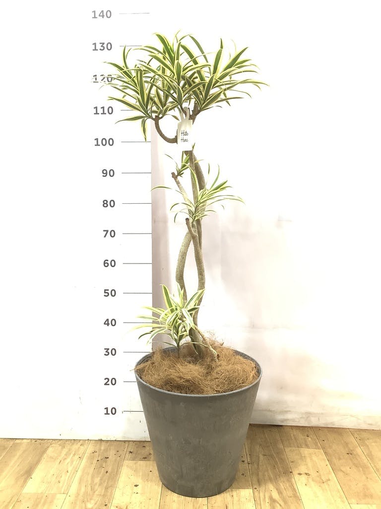 ドラセナ ソング オブ インディア | 観葉植物通販HitoHana(ひとはな)