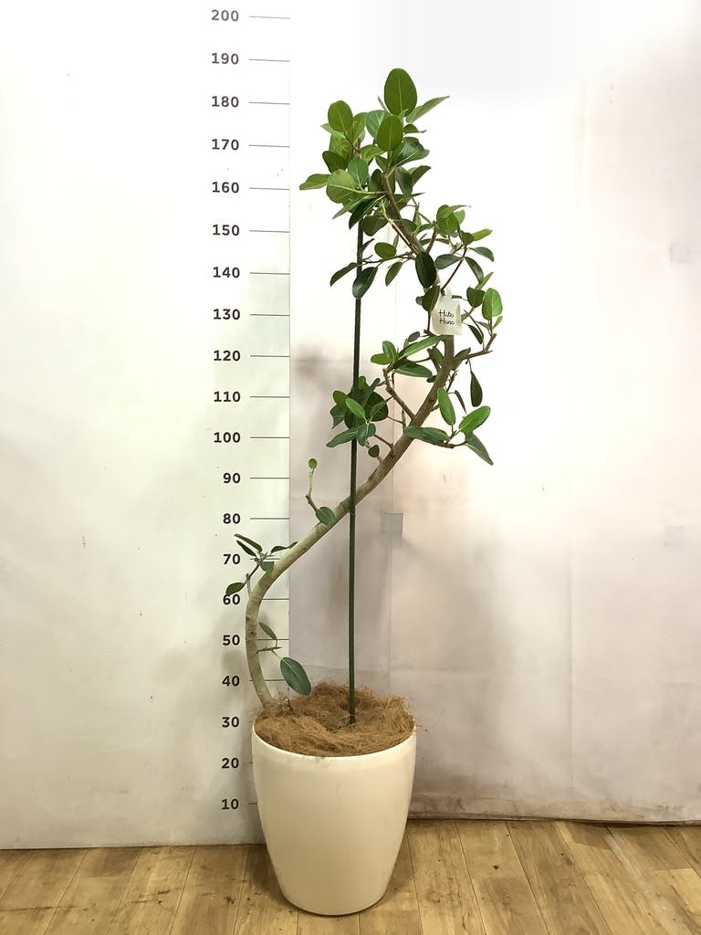 観葉植物 フィカス ベンガレンシス 10号 曲り ラスターポット 付き