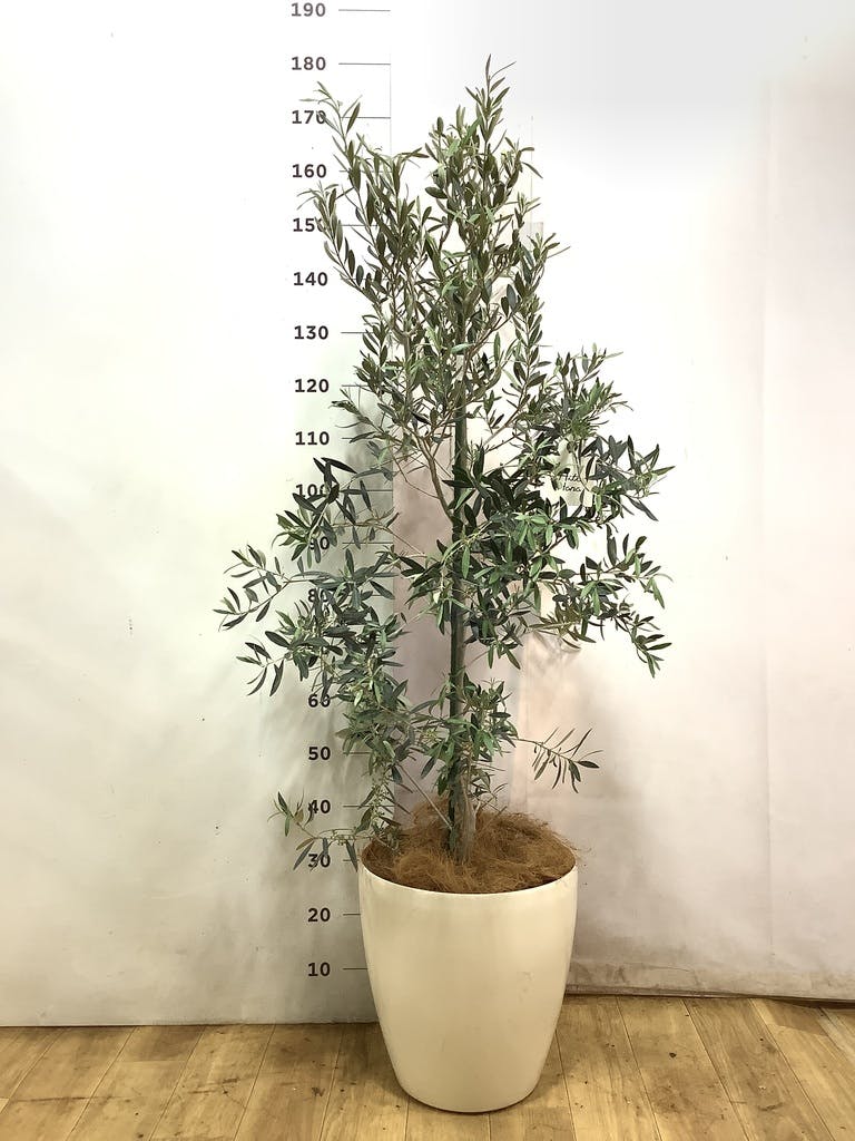 観葉植物 オリーブ 10号 チプレッシーノ ラスターポット 付き | 観葉