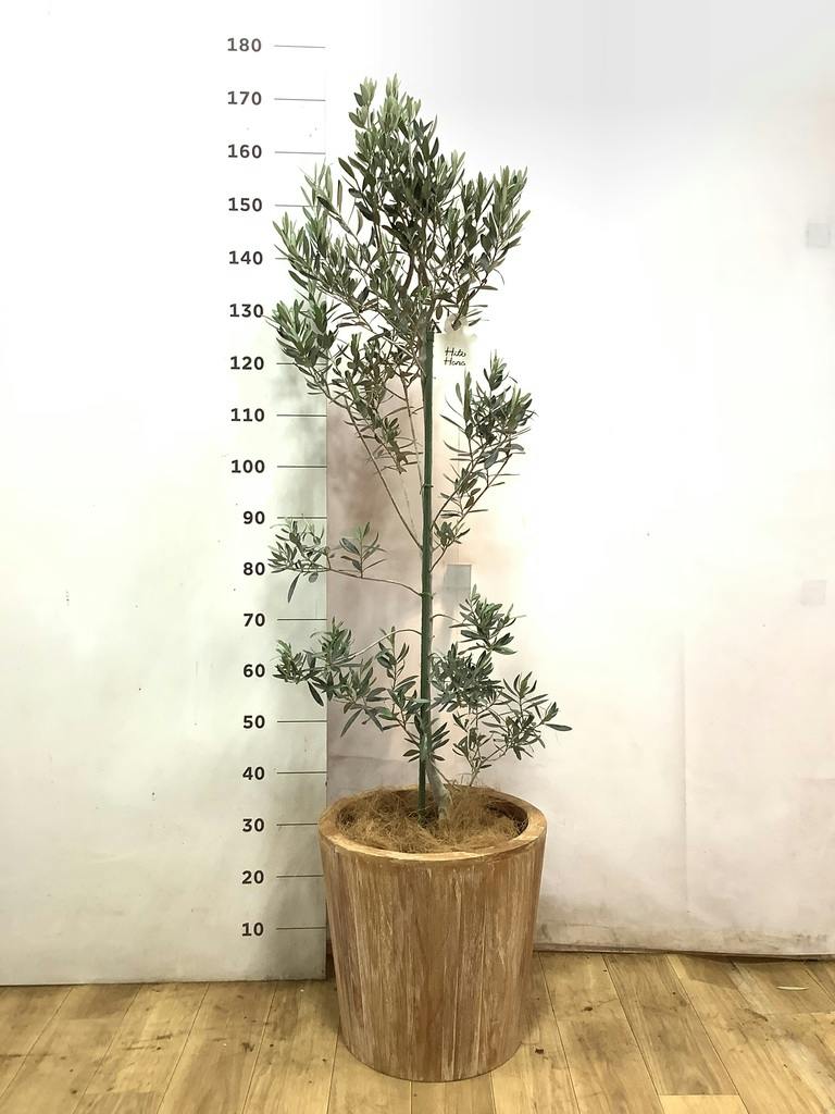 観葉植物 オリーブ 10号 チプレッシーノ ウッドプランター 付き | 観葉