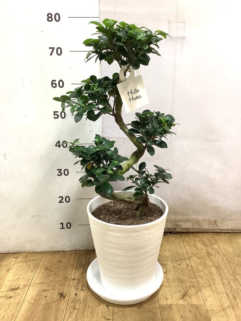 観葉植物 ガジュマル 8号 曲り プラスチック鉢 | 観葉植物ならHitoHana