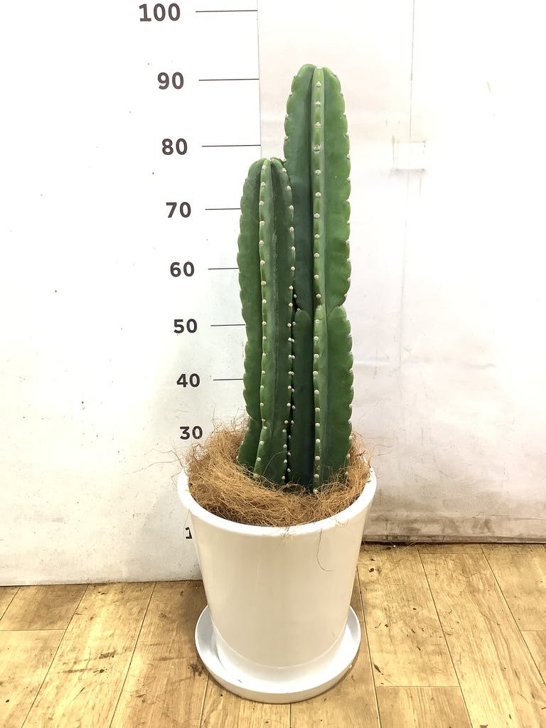 柱サボテン 8号 | 観葉植物通販HitoHana(ひとはな)