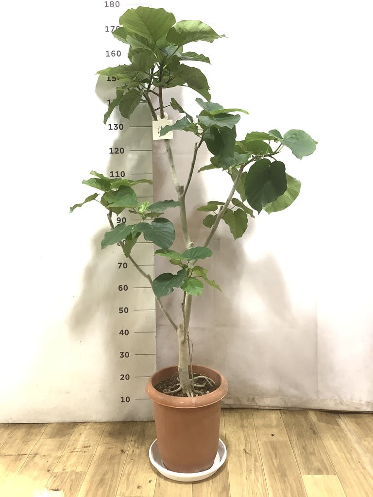 観葉植物 フィカス ウンベラータ 10号 ノーマル プラスチック鉢 | 観葉