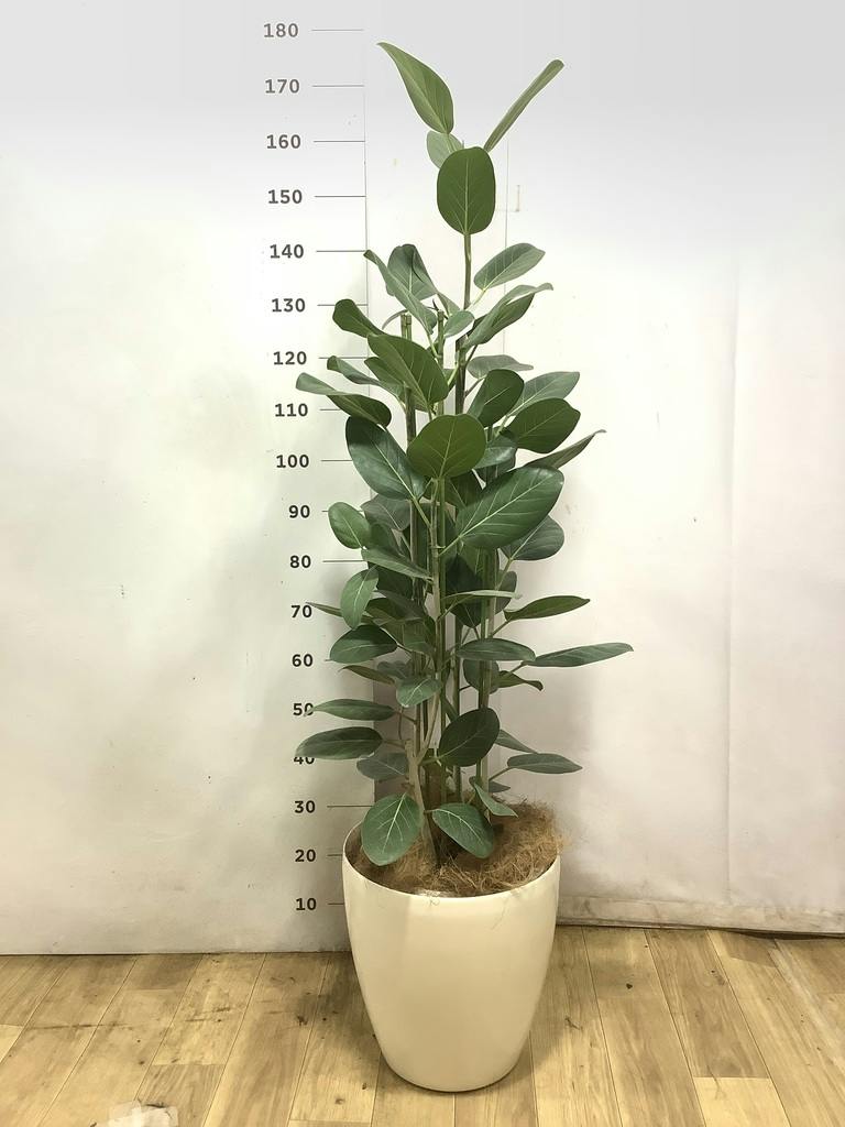 観葉植物 フィカス ベンガレンシス 10号 寄せ ウッドプランター 付き